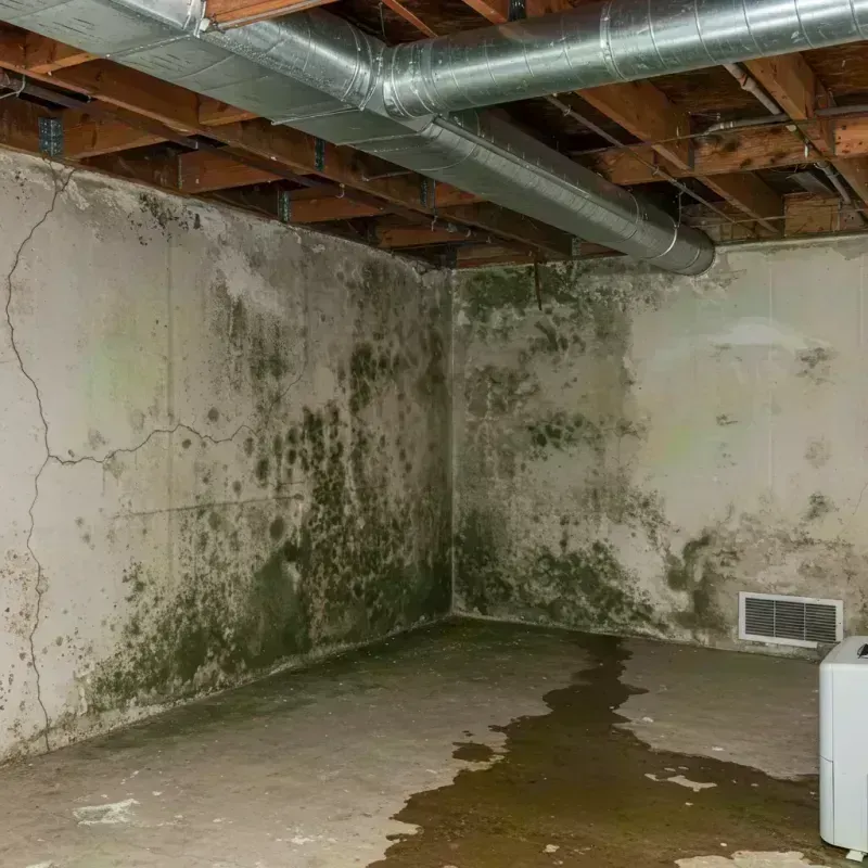 Professional Mold Removal in Colebrook, NH